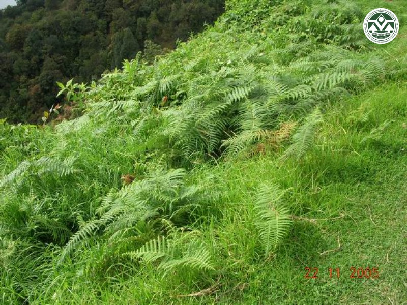 Pteridium aquilinum