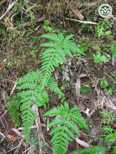 Cheilanthes farinosa