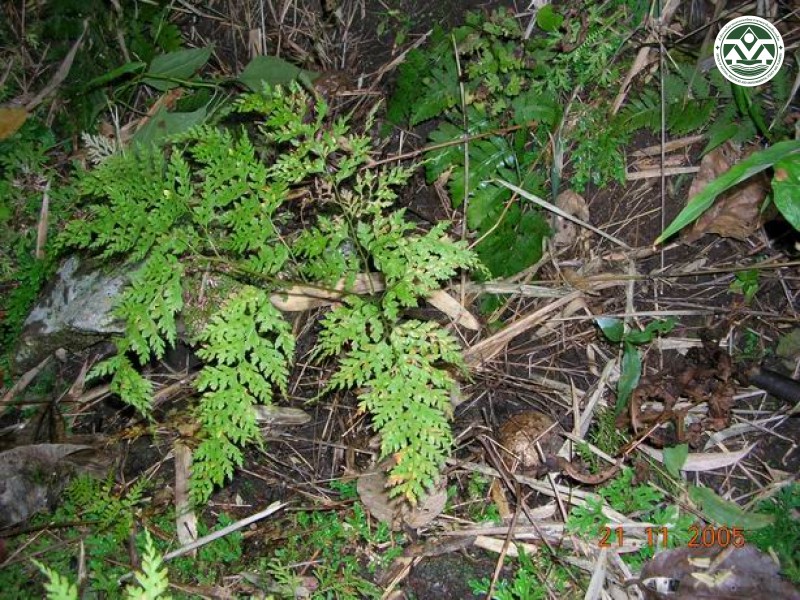 Leucostegia immersa