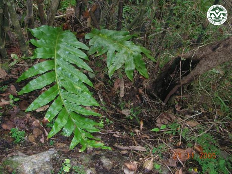 Aglaomorpha coronans