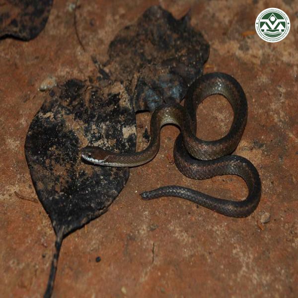 Rhabdophis chrysargos