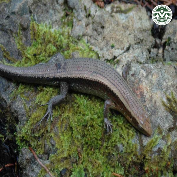 Mabuya multifasciata