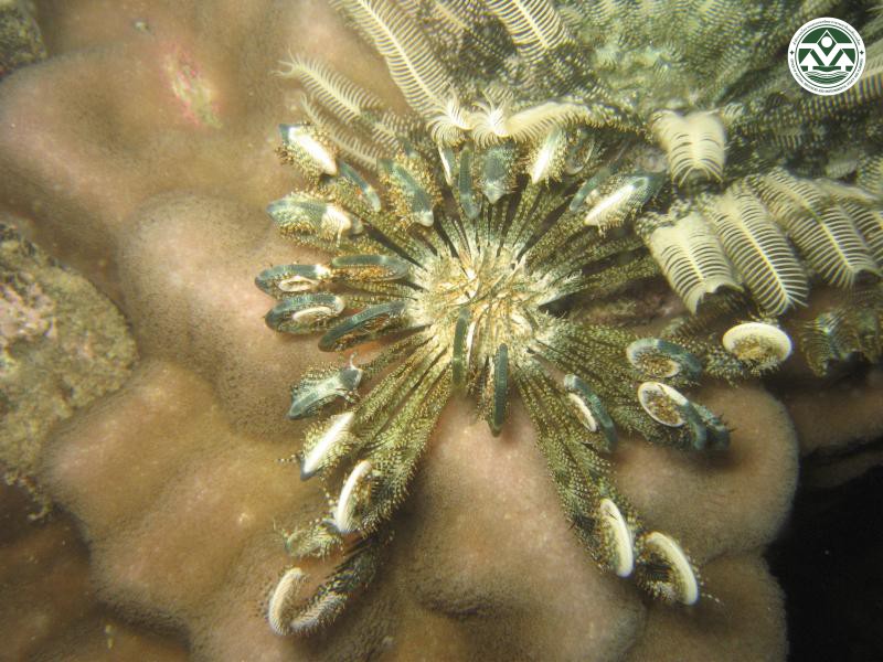 Lamprometra palmata