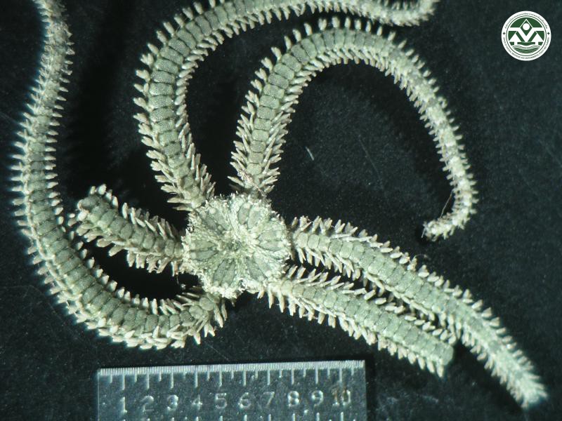 Ophiactis savignyi