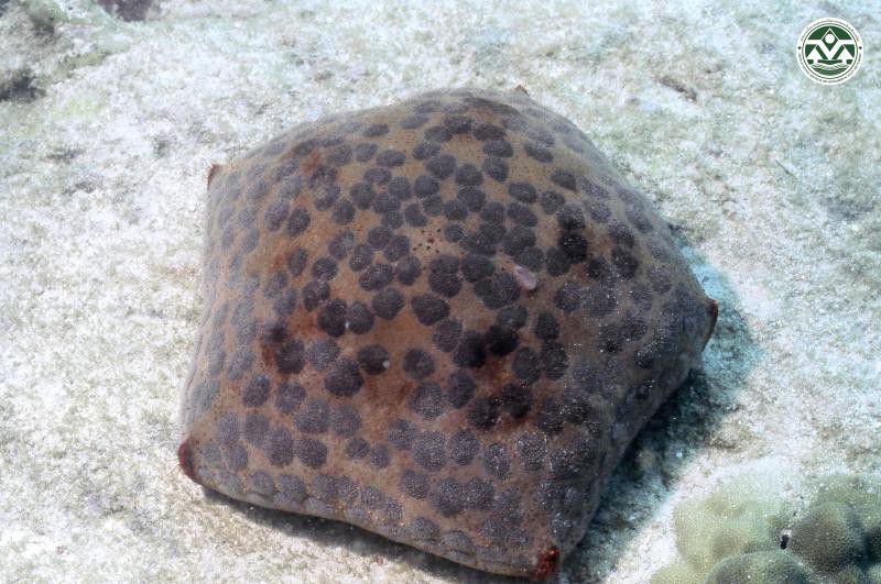 Culcita novaeguineae