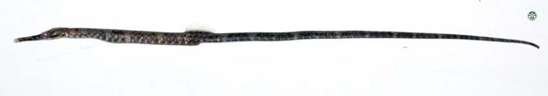 Doryichthys boaja