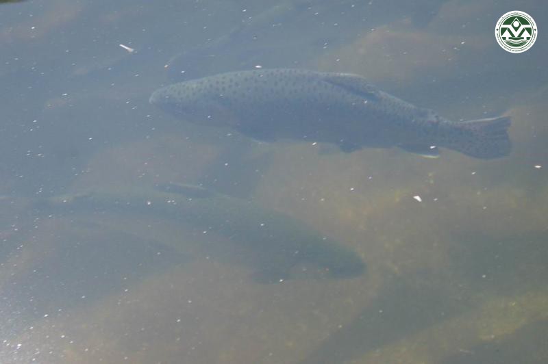 Oncorhynchus mykiss