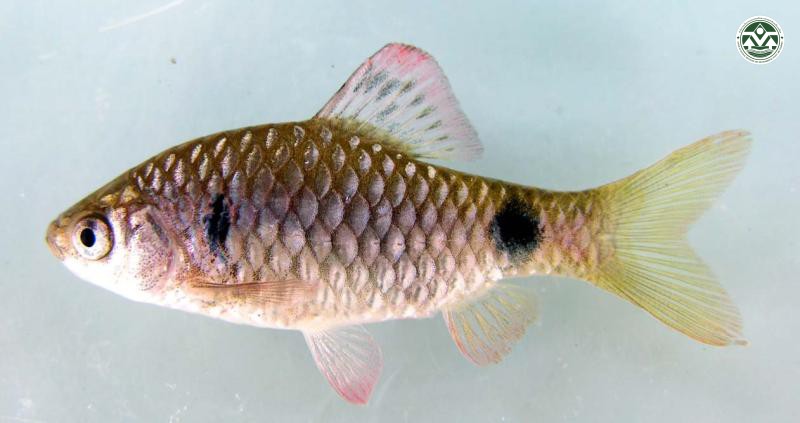 Systomus stolitczkanus