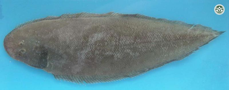 Cynoglossus lida