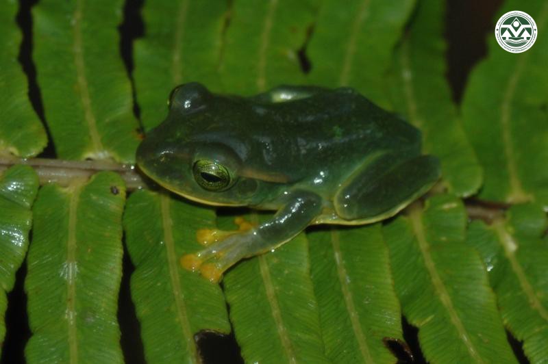 Aguixalus gracilipes