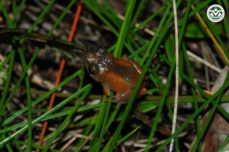 Philautus parvulus