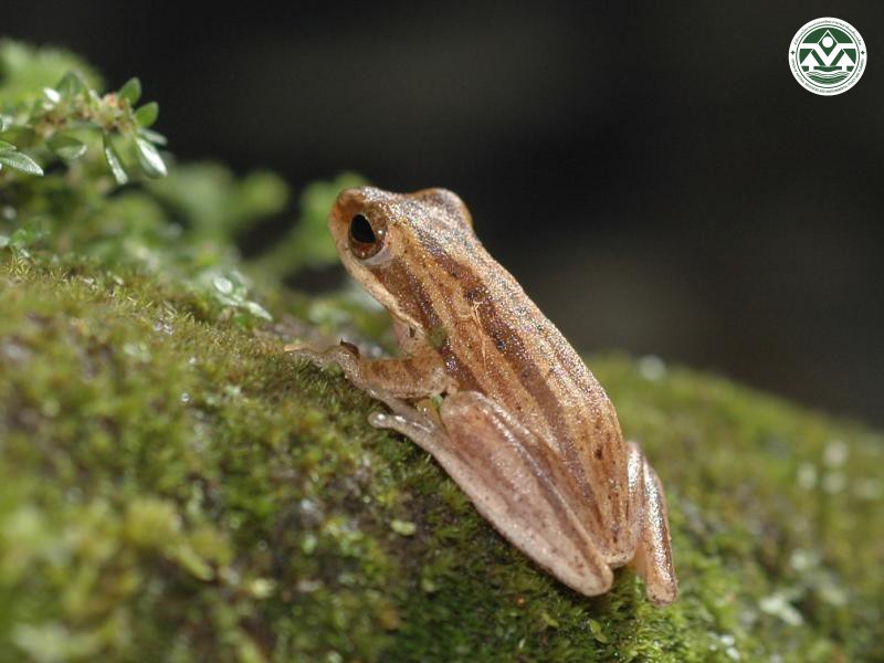 Chirixalus doriae