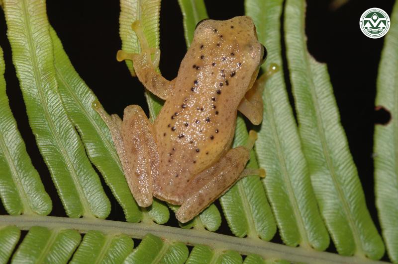 Rhacophorus feae