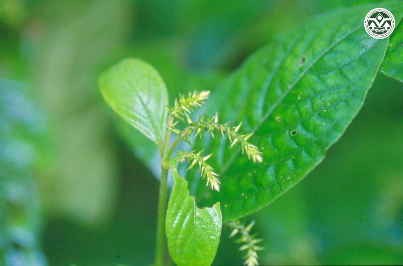 Achyranthes ancistrophora