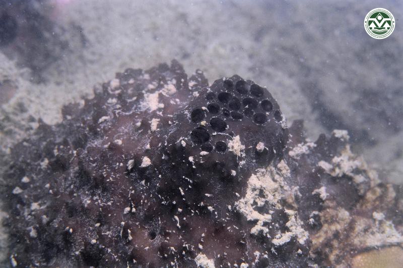 Ircinia mutans