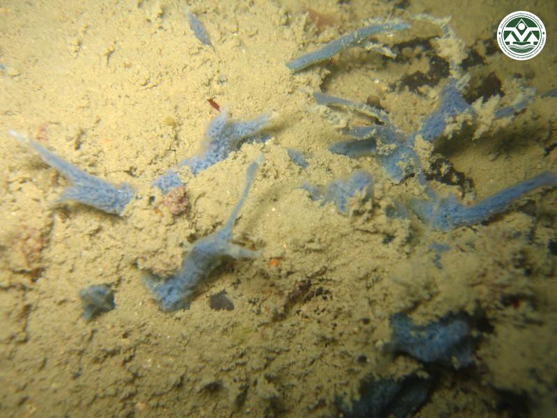 Gelliodes petrosioides