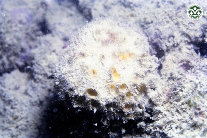 Cinachyrella australiensis