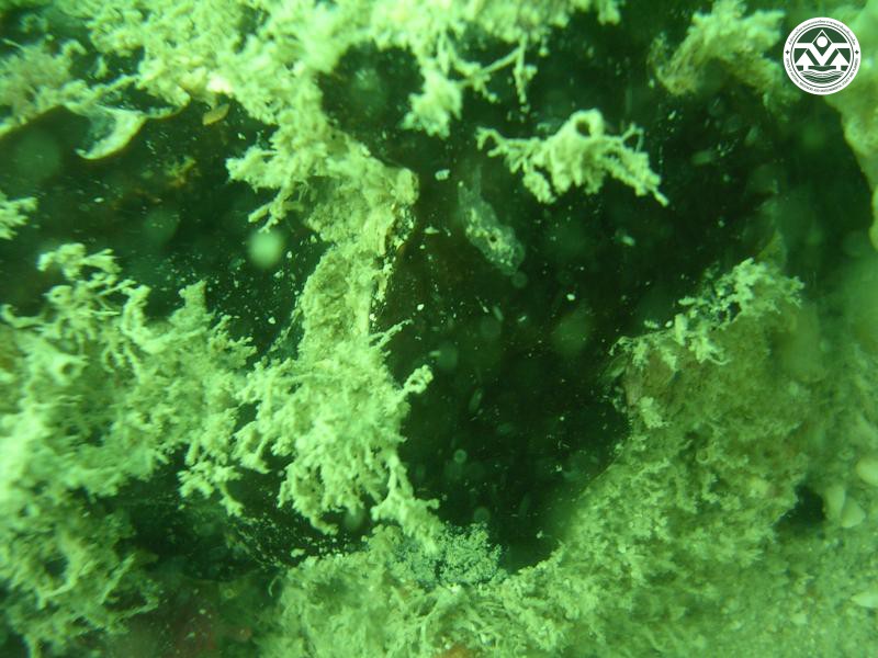 Iotrochota baculifera