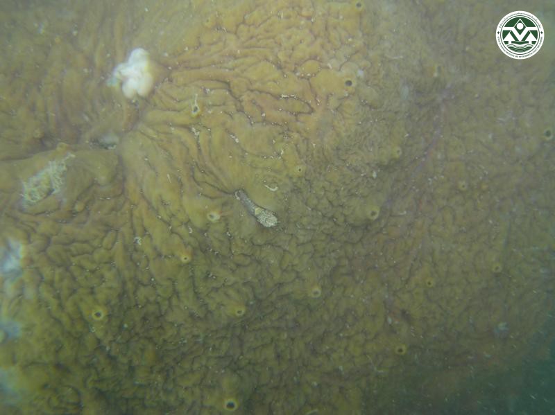 Chondrilla australiensis