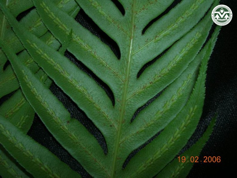 Woodwardia cochinchinensis
