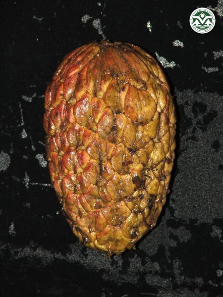 Manglietia garrettii