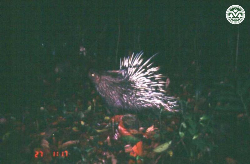 Hystrix brachyura