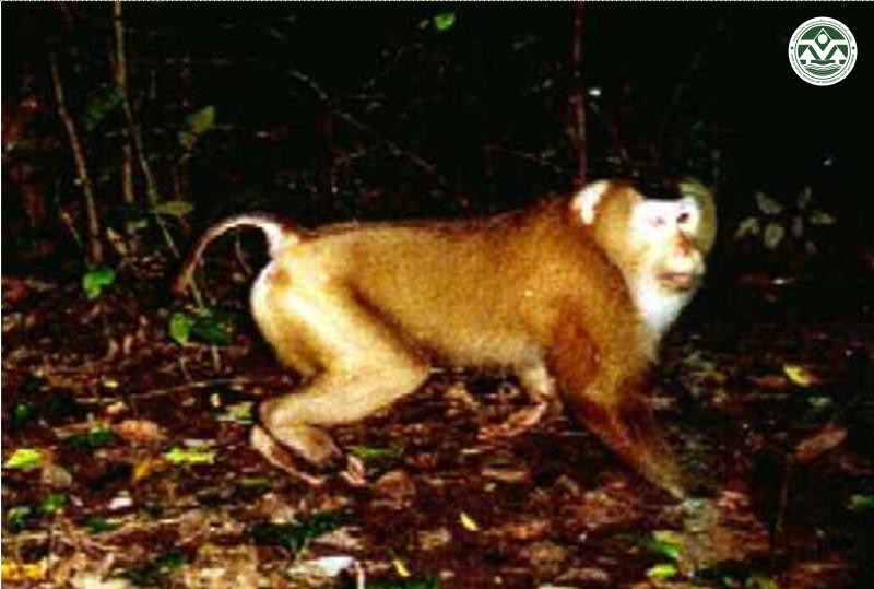 Macaca nemestrina