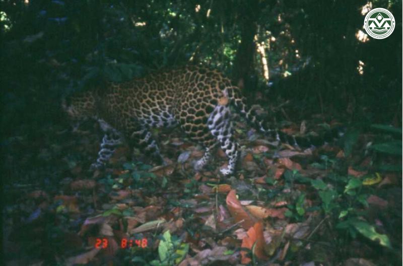 Panthera pardus
