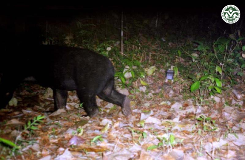 Helarctos malayanus