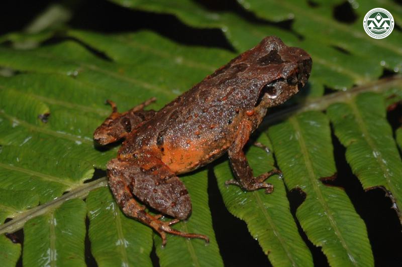 Leptolalax bourreeti