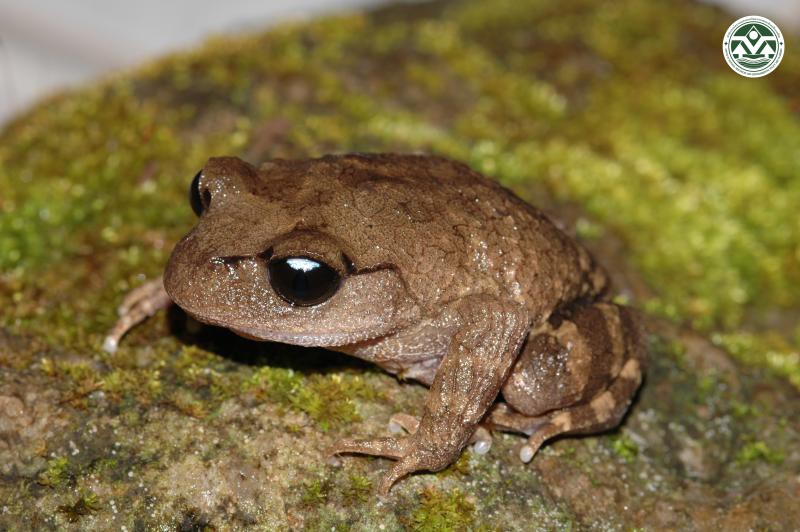 Leptobrachium chapaense