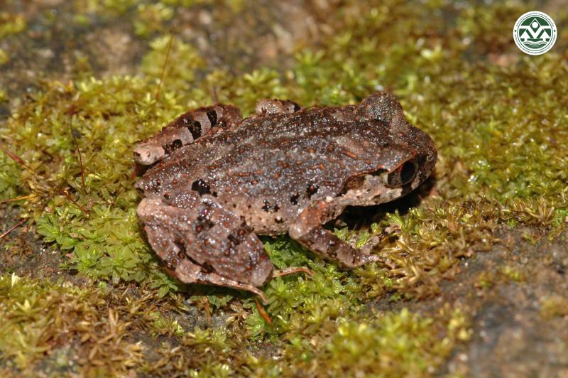 Leptobrachella pelodytoides