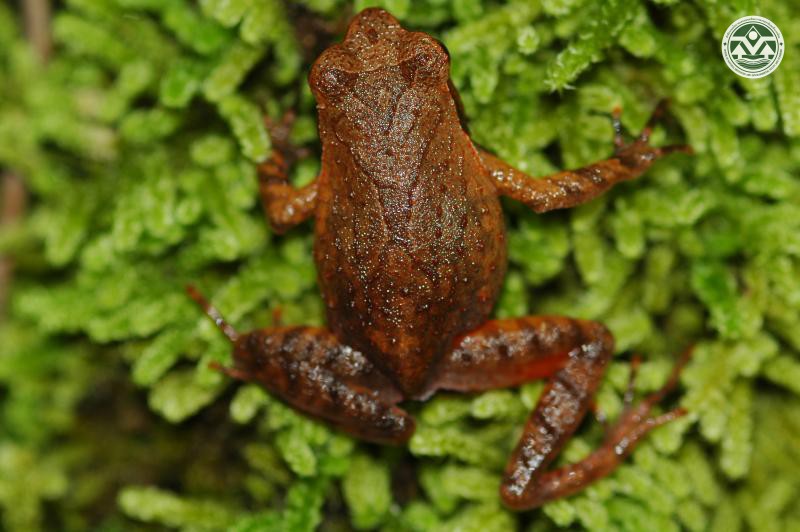 Megophrys parva