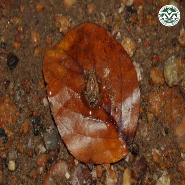 Microhyla ornata