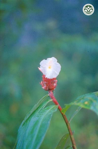 Costus speciosus