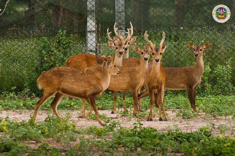 Axis porcinus
