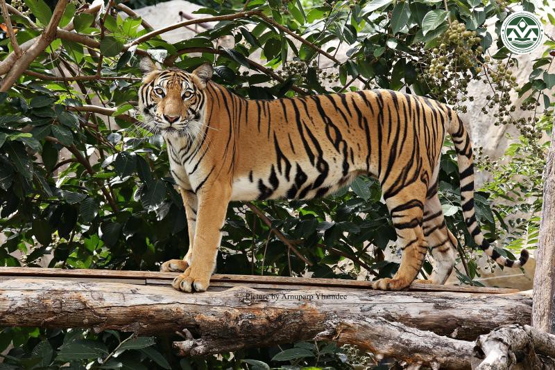 Panthera tigris