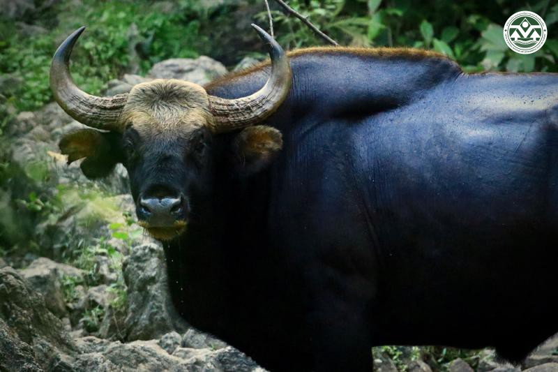Bos gaurus