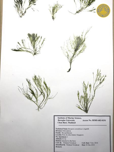 Bryopsis corymbosa