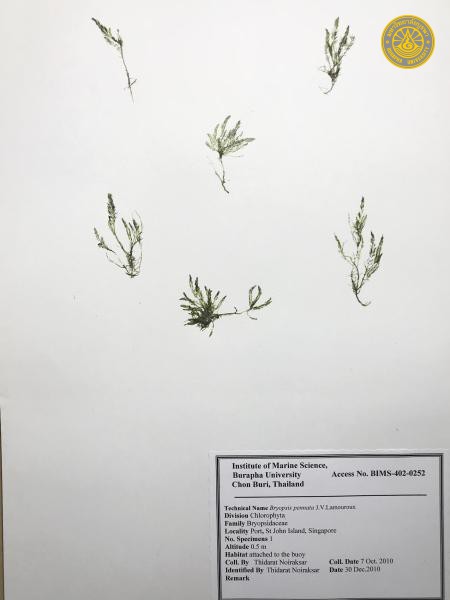 Bryopsis pennata
