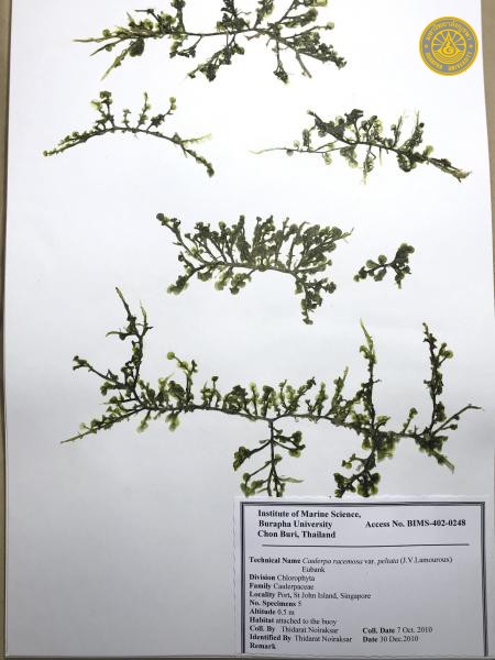 Caulerpa racemosa
