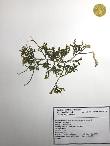 Caulerpa serrulata
