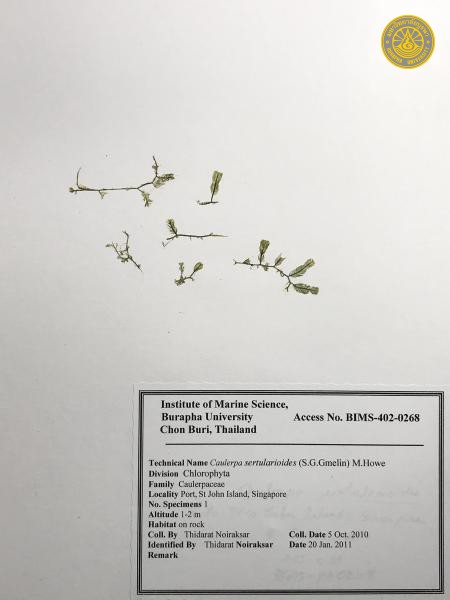 Caulerpa sertularioides