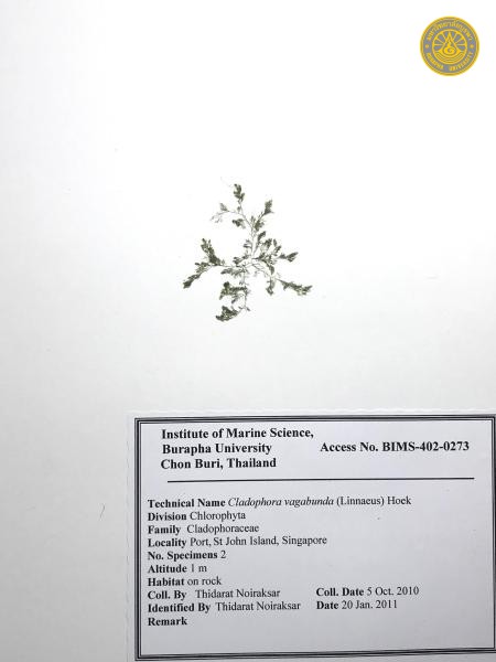 Cladophora vagabunda