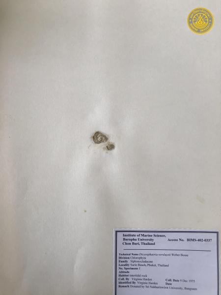 Dictyosphaeria versluysii