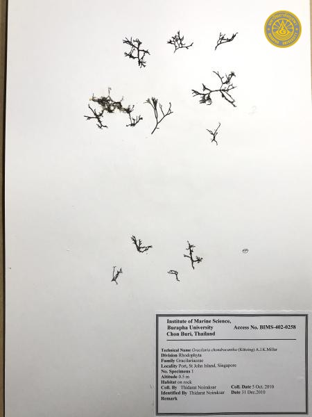 Gracilaria chondracantha