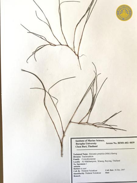 Halodule pinifolia