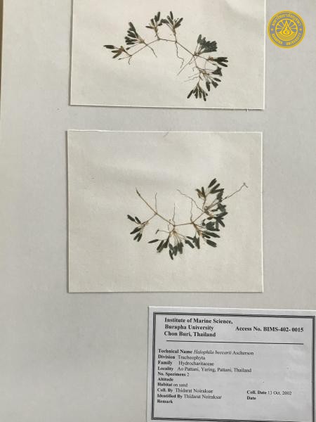 Halophila beccarii