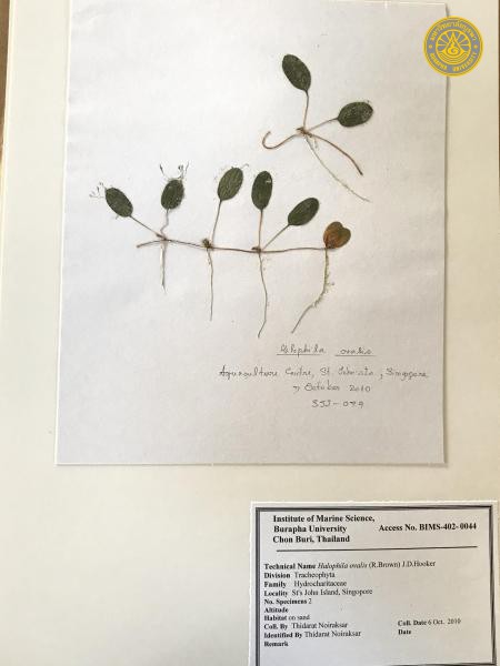 Halophila ovalis