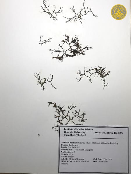 Hydropuntia edulis